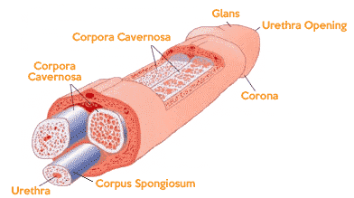 Diagram showing the anatomical parts of the human penis.